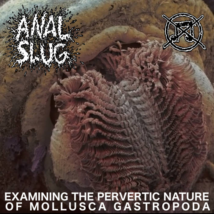 ANAL SLUG - Examining the Perverted Nature of Mollusca Gastropoda cover 