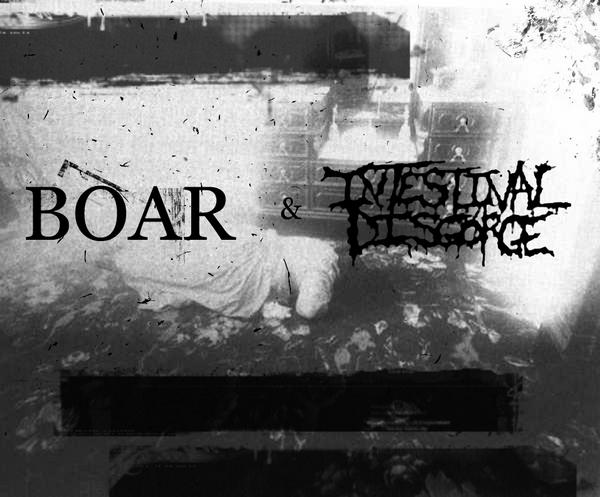 BOAR - Boar & Intestinal Disgorge cover 