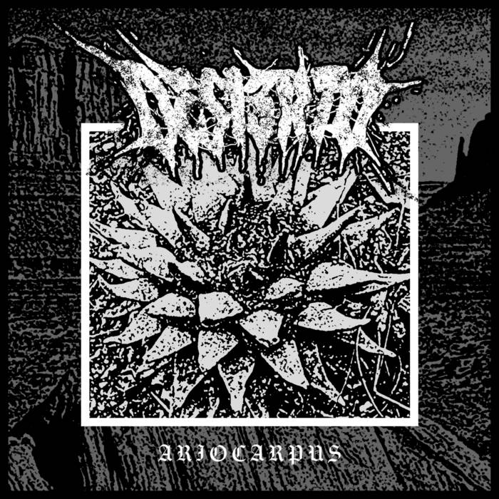 DESIERTO - Ariocarpus cover 