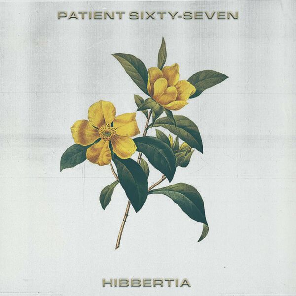 PATIENT SIXTY-SEVEN - Hibbertia cover 