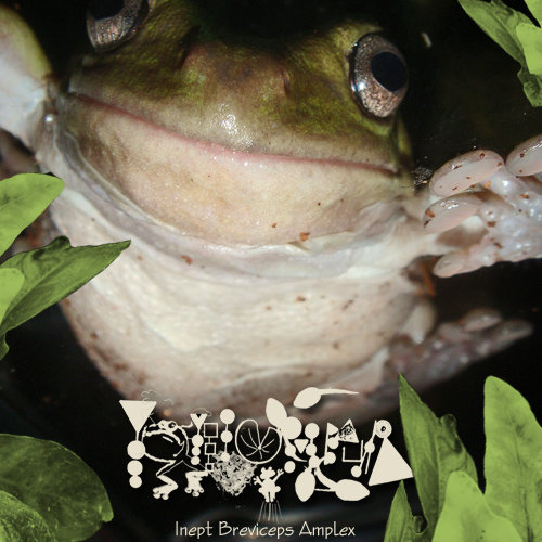 PHYLLOMEDUSA - Inept Breviceps Amplex cover 