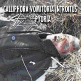 PYURIA - Calliphora Vomitoria Introitus cover 