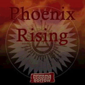 SEEDS OF SORROW - Phoenix Rising cover 