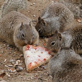 SLOTH - Squirrel Town Pizza Party! cover 