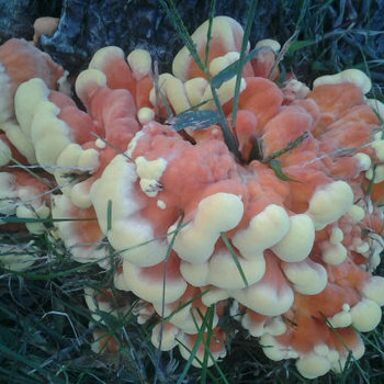 SLOTH - When It's Halloween Season, Even The Fungus Looks Like Candy-Corn! cover 