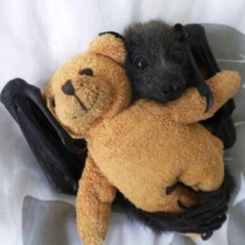 SLOTH - You Bat I Love This Bear! cover 