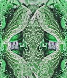 PHYLLOMEDUSA Green Mothaur album cover