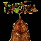 PHYLLOMEDUSA Grim Body Exploration / Rhinoderma Phylogeny album cover