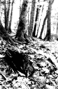 WORMSBLOOD - The Grave Hill cover 
