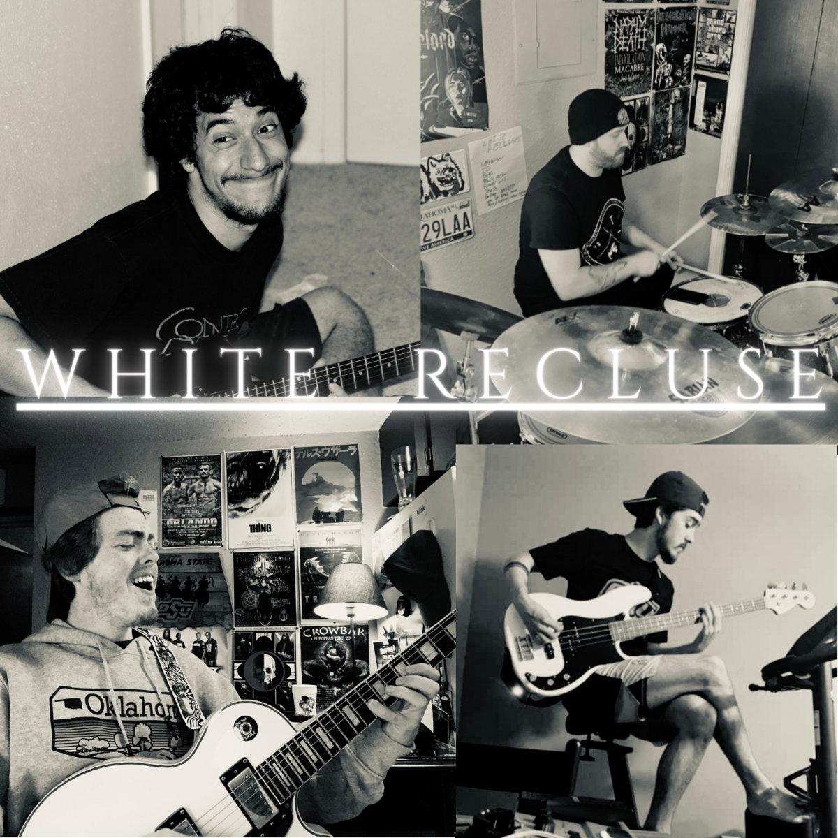 WHITE RECLUSE picture