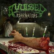 AVULSED - Reanimations cover 