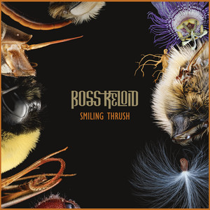 BOSS KELOID - Smiling Thrush cover 