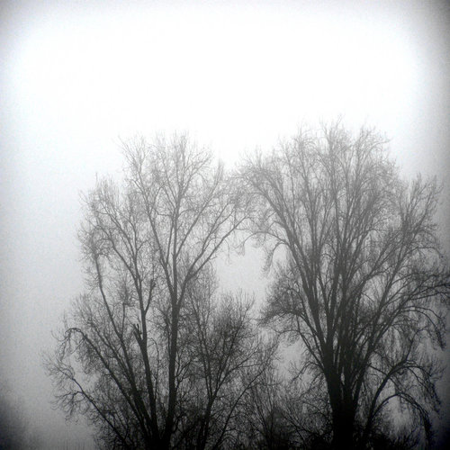 BROUILLARD - Brouillarbre cover 