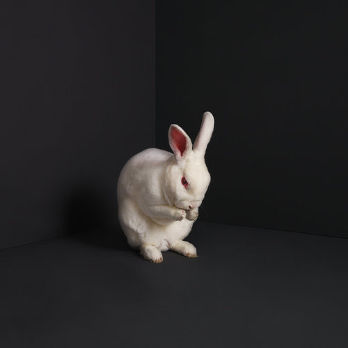 BRUME - Rabbits cover 