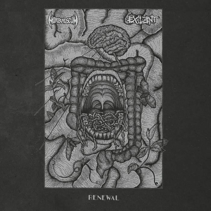EXILENT - Renewal cover 