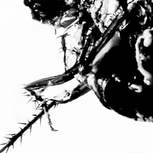 GREG PUCIATO - Roach Hiss cover 