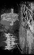 NORTHERN HATE - Enshrined in Desolation cover 