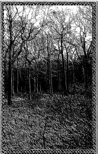 OSTOTS - Forest Grave / Ostots II cover 