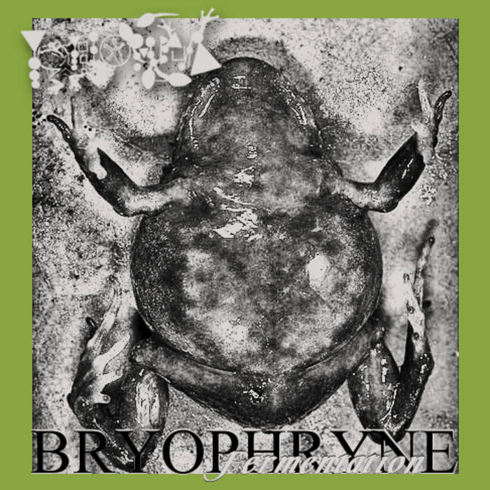 PHYLLOMEDUSA - Bryophryne Fermentation cover 
