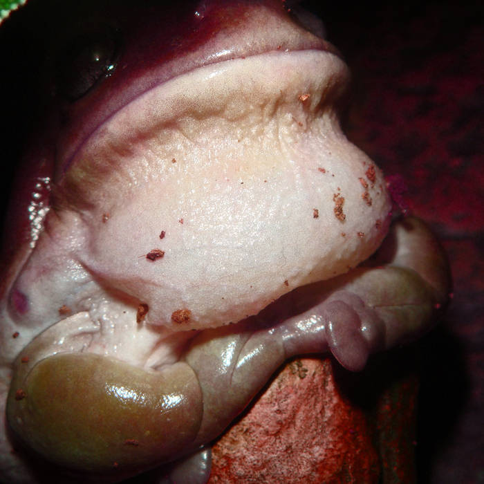 PHYLLOMEDUSA - The Nil Of Suspension Below Fauces cover 