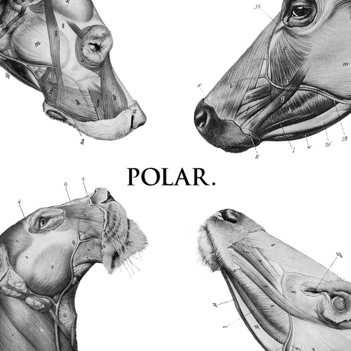 POLAR - This Polar Noise cover 