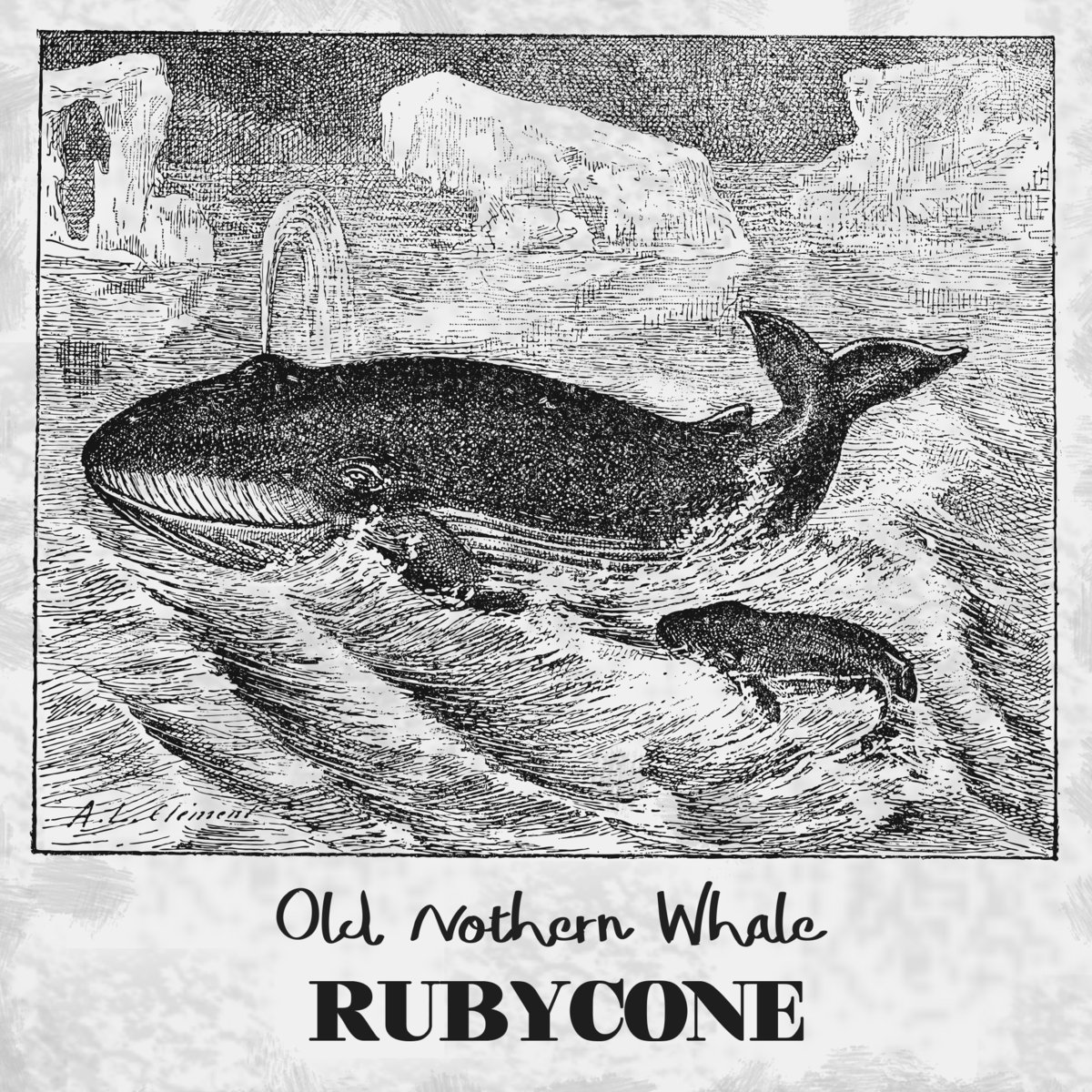 RUBYCONE - Old Nothern Whale cover 