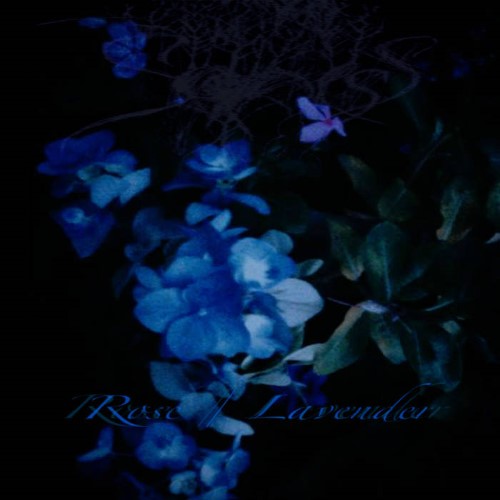SADNESS - Rose / Lavender cover 