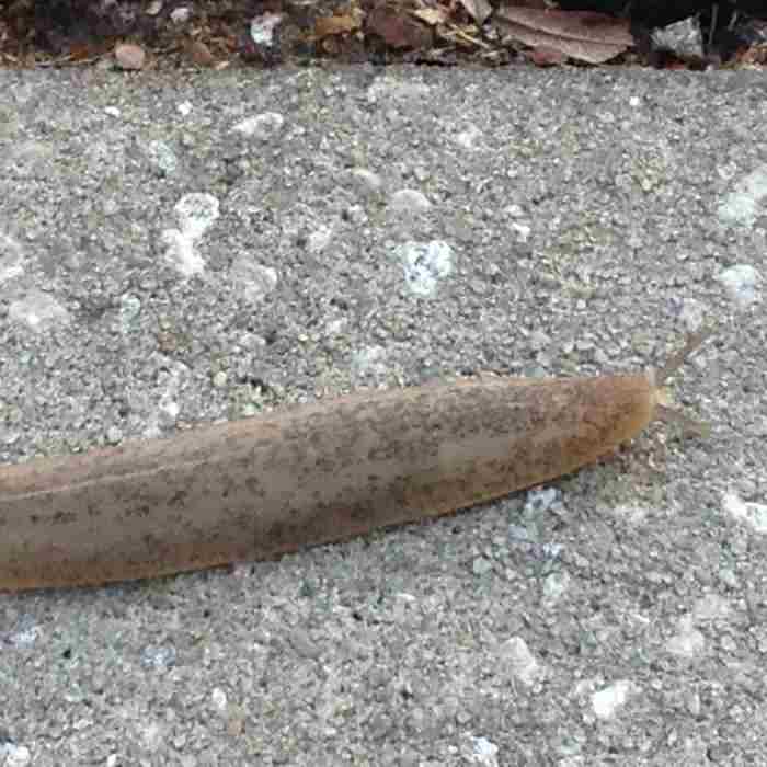 SLOTH - Authentic Floridian Giant Sidewalk Slug​!​! cover 