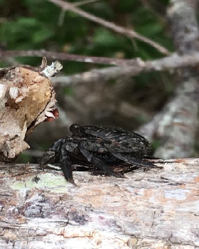 SLOTH - Authentic Floridian Tree Crab Spider of Death Metal & Some BLKMTL (Obviously) cover 