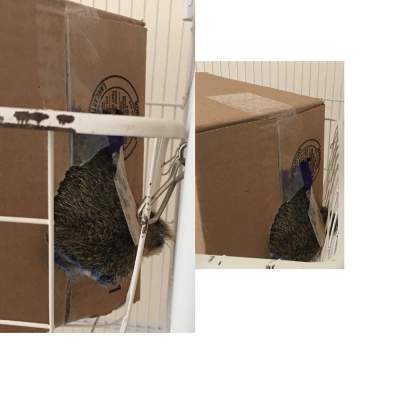 SLOTH - Baby's Big Butt​-​Bulge Busted The Back Of His Bed​-​Box​!​! cover 