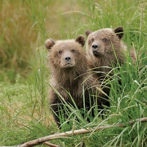 SLOTH - Bears cover 