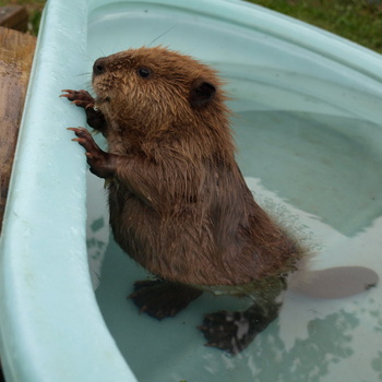 SLOTH - Can I Have Some Toys to Play with While I Take My Bath? Then Can I Have Some Vegan Ice Cream After My Bath? cover 