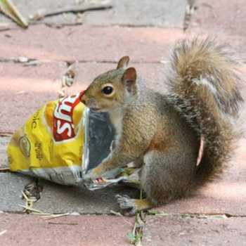 SLOTH - Chip Party! cover 