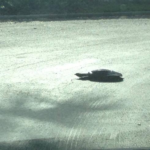 SLOTH - Florida Soft-Shell Parking-Lot Turtle cover 