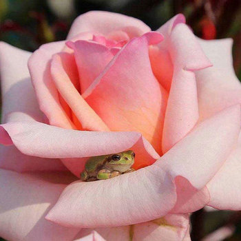 SLOTH - Frog Flower cover 