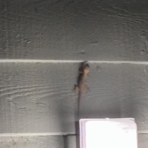 SLOTH - Grey Gym Gecko cover 