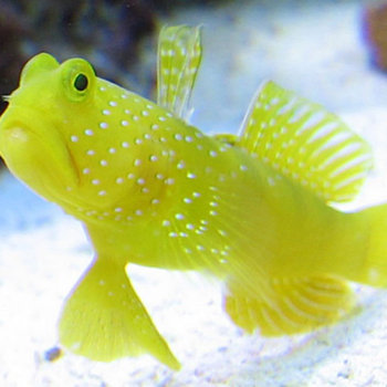 SLOTH - Grumpy Goby Baby cover 