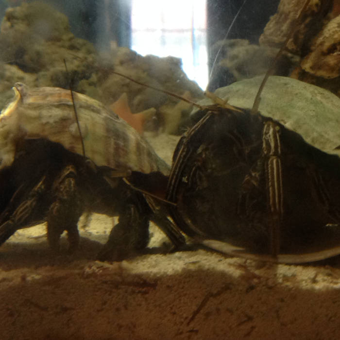SLOTH - Hermit Crab Buddies!! cover 