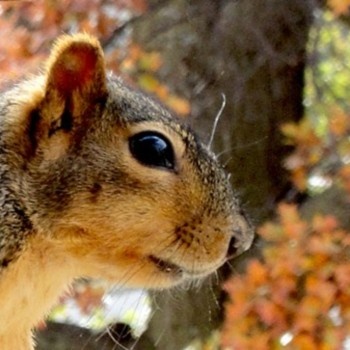 SLOTH - I'm Nuts For Fall! Are You??? cover 