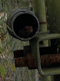 SLOTH - Lizard In A Pipe cover 