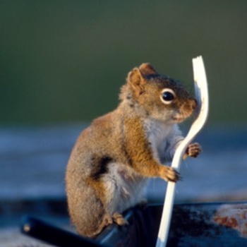 SLOTH - Peanut Cake! I Brought My Own Fork! cover 