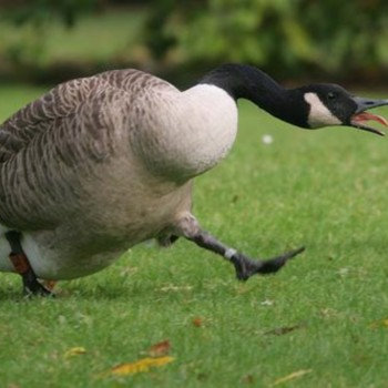 SLOTH - Prowly The Park Goose! cover 