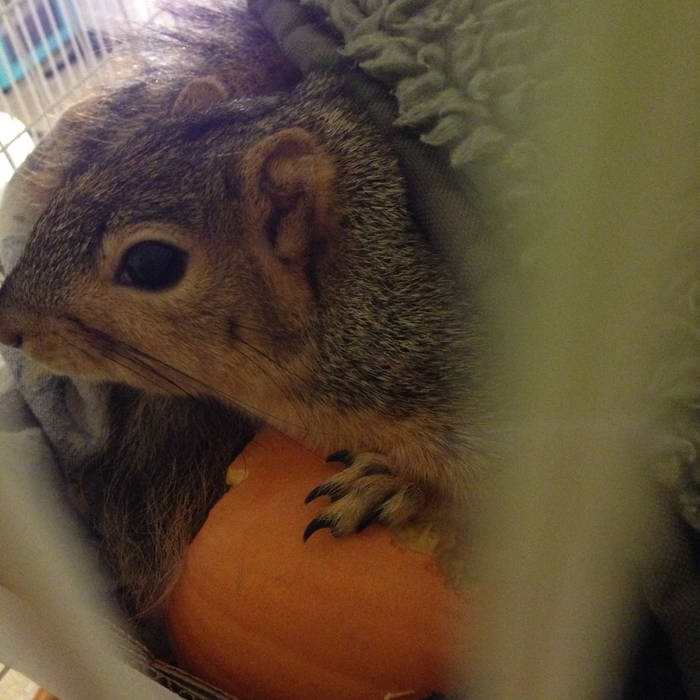 SLOTH - Q-​T​-​Pie Mit Seasonal Treat​!​! cover 