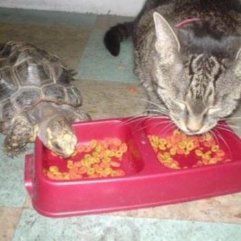 SLOTH - Sharing Treats With The Cat Is Where It's At cover 