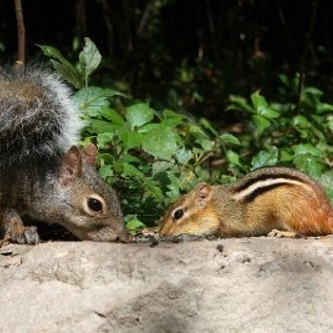 SLOTH - Sloth Is Friends To Chipmunks & Squirrels! cover 