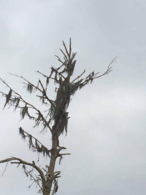 SLOTH - Suicidal Winds Are Swaying the Moss on the Branches of yet Another Authentic Floridian Death Metal Tree cover 