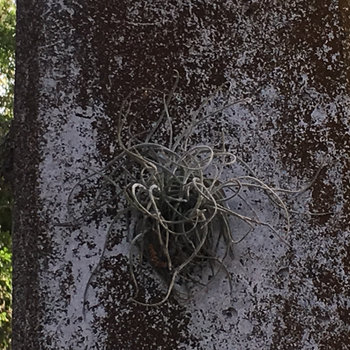 SLOTH - Tentacle Plants Growing Sideways ... cover 