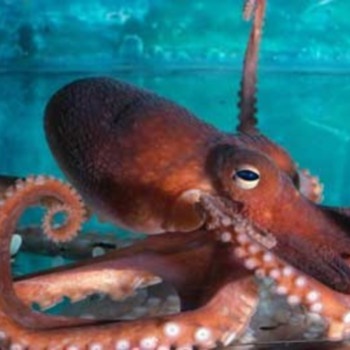 SLOTH - Too Hot? Come Beat The Heat With Octi! Bonus: He Has Eight Tentacles To Hug You! cover 
