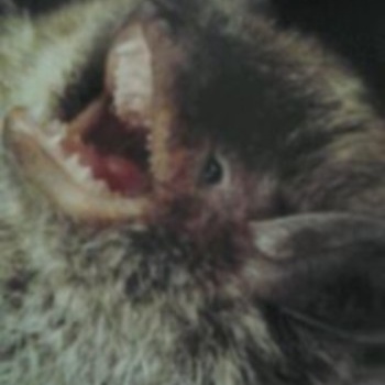 SLOTH - W3r3wvlf​-​bat Says: 
