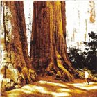 CONIFER Conifer album cover